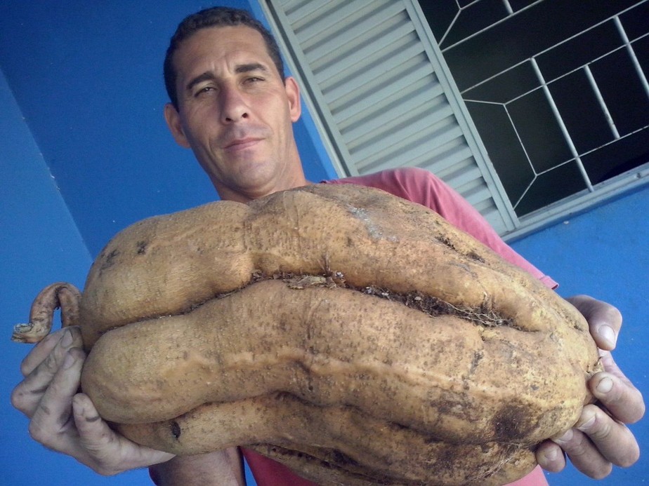 Estudante de pedagogia colhe batata-doce gigante em Iperó: 'É uma aberração'