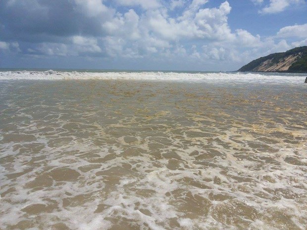 Mancha na praia não faz mal à saúde, segundo biólogos (Foto: André Henrique Silva/Arquivo pessoal)
