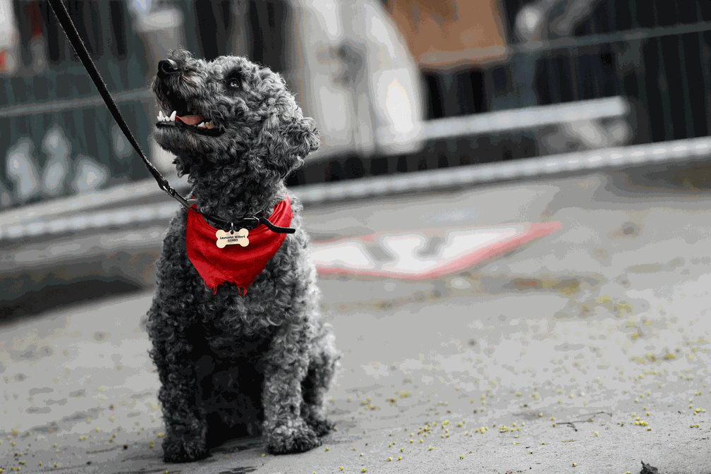 Cão participa de parada do Dia do Trabalhador em Londres (Foto: Stefan Wermuth/Reuters)