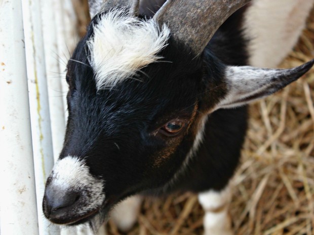 Entre os ovinos e caprinos foram negociados 80% dos comercializados na feira (Foto: Tiago Melo/ G1 AM)