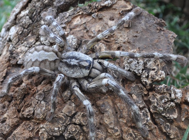 A fêmea da aranha 'Poecilotheria rajaei', recém-descoberta no Sri Lanka (Foto: Ranil Nanayakkara/British Tarantula Society)