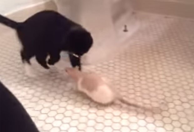 Vdeo mostra gatinho com medo de rato (Foto: Reproduo/YouTube/Jessica Erickson)