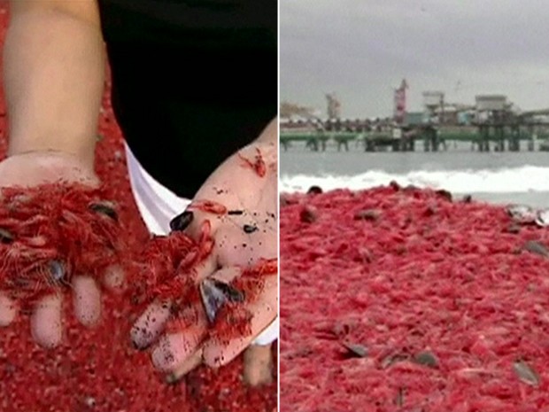 Crustáceos mortos no Chile (Foto: BBC)
