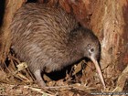 Nova Zelândia vai gastar R$ 25 milhões para salvar pássaro kiwi de extinção