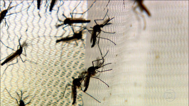 Microcefalia é causada por vírus da zika mutante, diz estudo (Foto: Rede Globo)