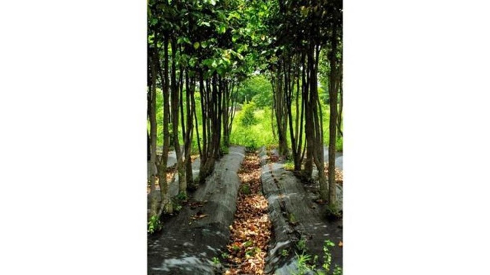  Plantações como as de Koon Wing Chan são uma maneira sustentável de plantar aquilária  (Foto:  Ingrid Piper/BBC)