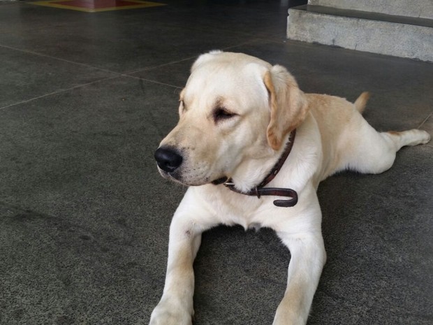 Cachorro dos bombeiros de Santo André desapareceu (Foto: Mauro Cavalcante/8GB de Santo André)