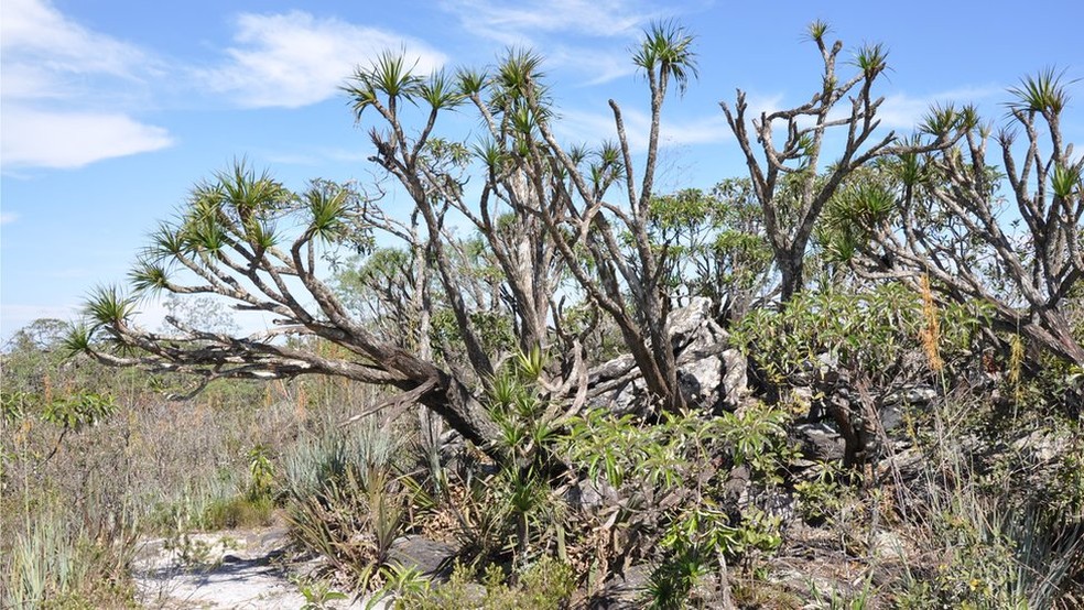 Há mais de 4,6 mil espécies de plantas e animais que só existem no cerrado (Foto: EDUARDO DALCIN)
