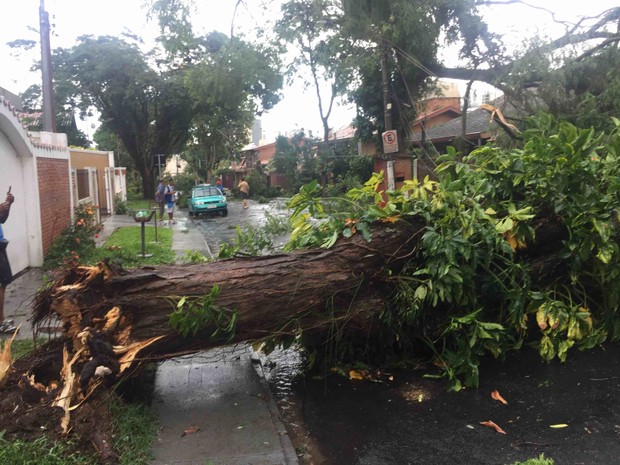 Vento forte derrubou árvore no bairro Esplanada em São José (Foto: Ronaldo Poli/ Vanguarda Repórter)