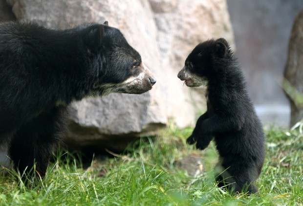 'Mamãe ursa' foi flagrada em uma posa na qual parecia dar uma 'bronca' em seu filhote de 5 meses no zoológico de Duisburg, na Alemanha (Foto: Roland Weihrauch, DPA/AP)