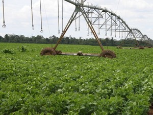 Pivô de irrigação em lavoura de soja em MT (Foto: Amanda Sampaio/G1 MT)