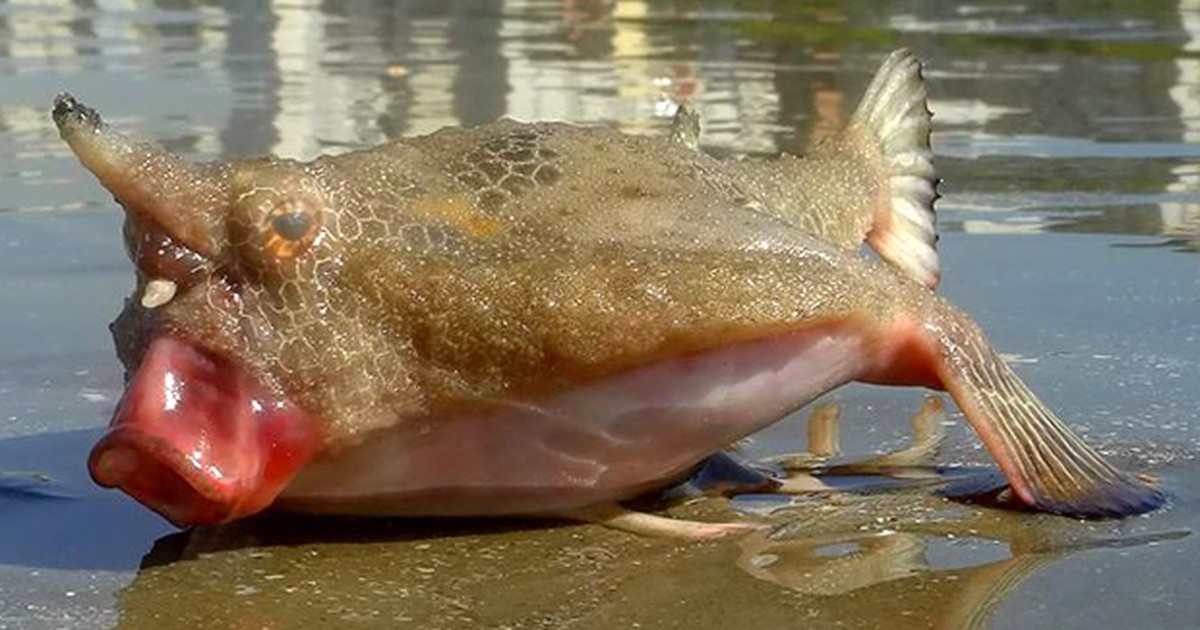 G1 Peixe Estranho Aparece Em Praia De Santos SP E Atrai Curiosos