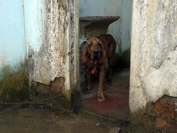 G1 Cerca De 50 Cães São Resgatados De Chácara Viviam Sujos E Sem Comida Notícias Em Bahia 5736