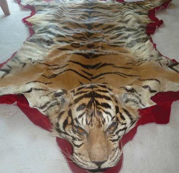 Pele de tigre usada para produzir tapete; mercado de luxo chinês ameaça animais (Foto: Reprodução/EIA)