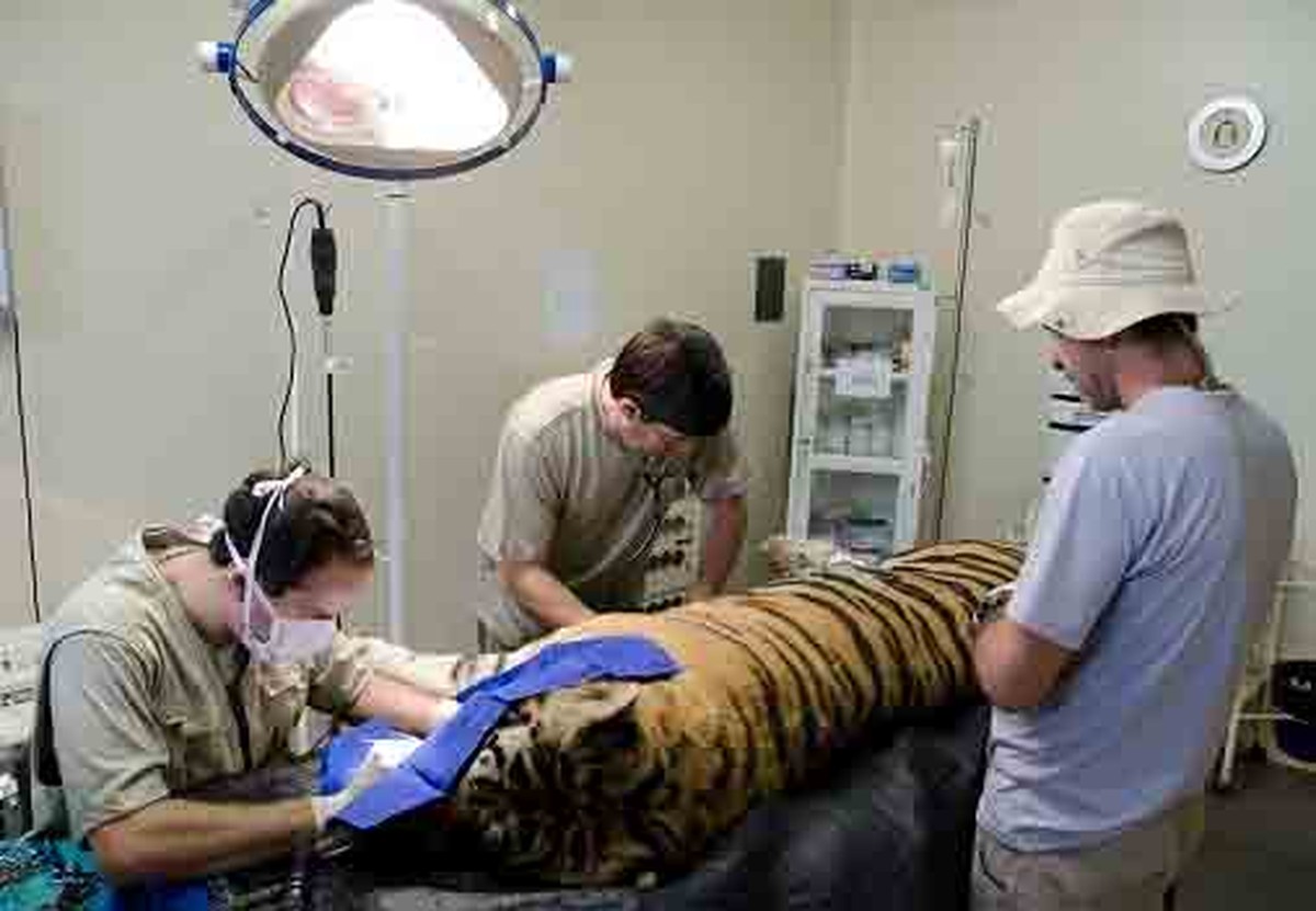 Morre tigresa que vivia no Zoológico de Belo Horizonte - Globo.com