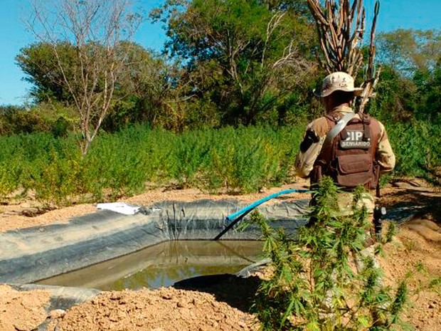 Sistema de irrigação foi descoberto pela polícia (Foto: Divulgação/Polícia Militar)