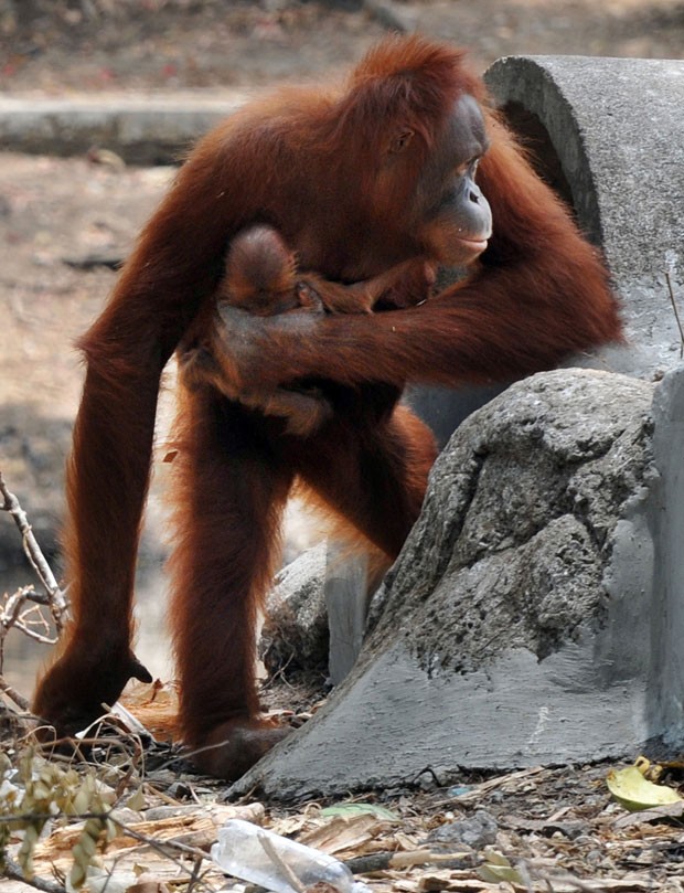 Tori, uma orangotango ex-viciada em cigarro, deu à luz a um bebê há nove dias, de acordo com o zoológico da Indonésia. (Foto: Anwar Mustafa/AFP)