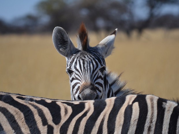 Zebras em Etosha, parque nacional da Namíbia, no sul da África (Foto: Marcelo Fabricio/VC no G1)