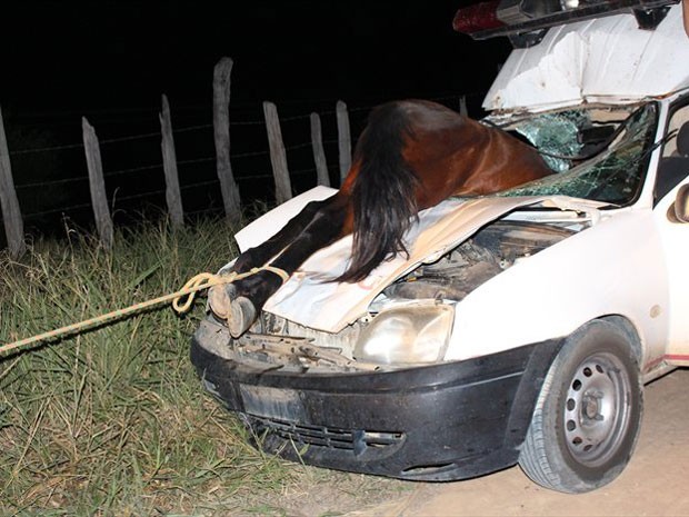 Cavalo entrou por para-brisa de carro em acidente na Bahia (Foto: Sessé Guimmas/MedeirosDiaDia)