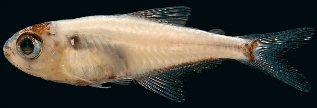 Cyanogaster perde transparência após morto (Foto: Reprodução/Ichthyological Exploration of Freshwaters)