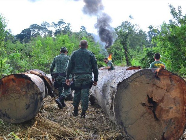 53 áreas de desmatamento foram visitadas (Foto: Ibama/Divulgação)