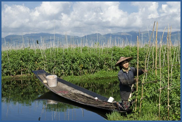 Uma agricultora Intha, em sua canoa, cuida da plantação de tomate que cresce em uma ilha flutuante às margens do lago Inle (Foto: Haroldo Castro/ÉPOCA)