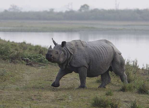 Rinoceronte no Parque Nacional Kaziranga, na Índia; censo calculou 1,3 mil animais adultos (Foto: Anupam Nath/AP)