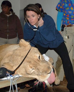 Médica Barbara Natterson-Horowitz examina o coração de uma leoa no Zoológico de Los Angeles. (Foto: AP Photo/Barbara Natterson-Horowitz)