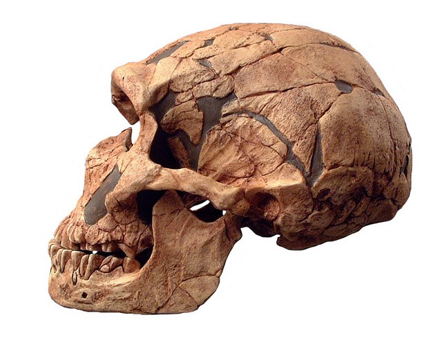Ô crânio de um Neandertal. Doenças trazidas por humanos contribuíram para o fim da espécie (Foto: NCSSM/ Divulgação)
