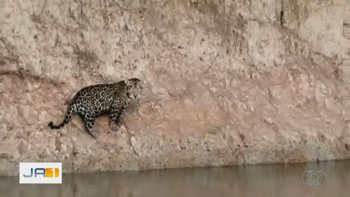 Pescador registra onça pintada às margens do Rio Araguaia vídeo