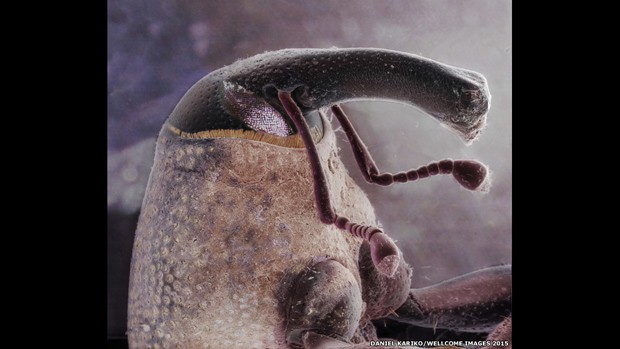  Criatura da foto é o bicudo-do-algodoeiro, besouro encontrado na entrada de uma casa de subúrbio; foto foi feita a partir de várias imagens de um microscópio eletrônico de varredura  (Foto: Daniel Kariko/Wellcome Images 2015)