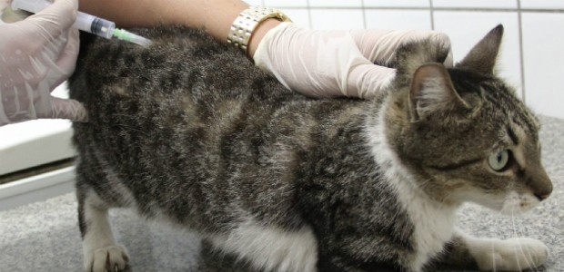 Vacinação de gatos também começa neste sábado (Foto: Divulgação/ PMVV) Vacinação de gatos também começa neste sábado (Foto: Divulgação/ PMVV)