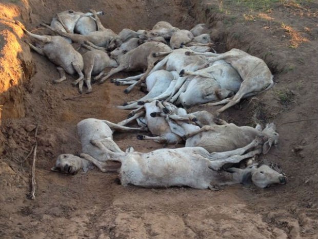 Animais mortos estão sendo recolhidos e enterrados em valas nas propriedades (Foto: Vanusa Gimenez/Divulgação Iagro)