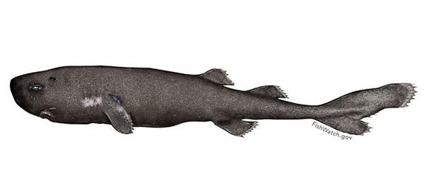 Ilustração da espécie rara Mollisquama sp., ou "tubarão de bolso", descoberta por pesquisadores da Administração Oceânica e Atmosférica dos Estados Unidos (NOAA)  (Foto: NOAA FishWatch.gov/Divulgação)