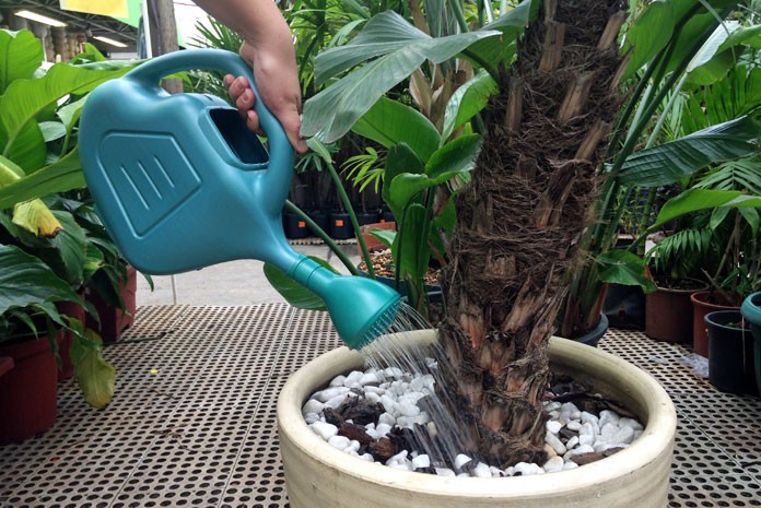 Regador ajuda a economizar água na hora de molhar as plantas