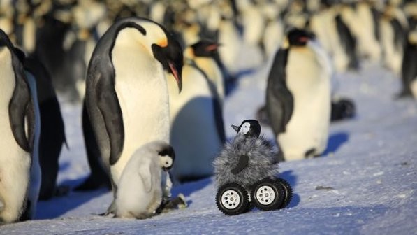 pinguim-robo (Foto: Reprodução)
