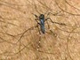 Alta de 1º C elevaria em 45% os casos de dengue no Rio, sugere estudo