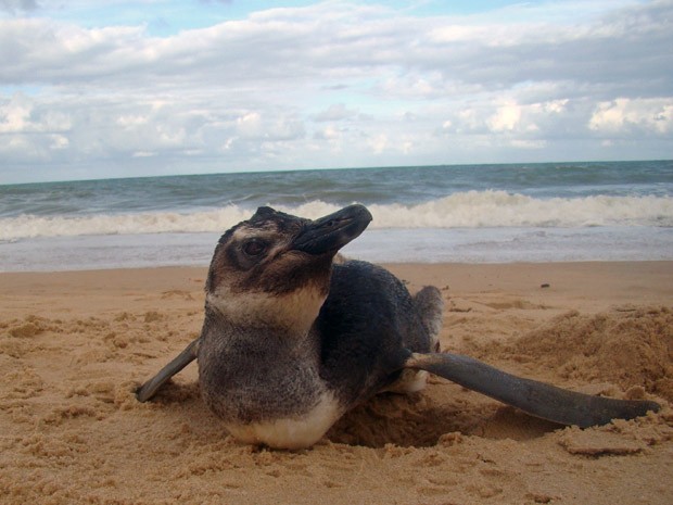 Pinguim na praia de Piedade, em Jaboatão dos Guararapes. (Foto: Adriano Artoni / Arquivo pessoal)