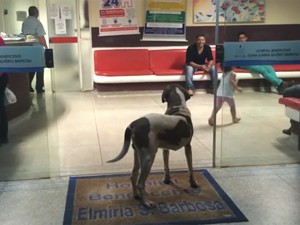 Cachorro ficou na porta do hospital por oito dias (Foto: Reprodução/ Greice Batista da Silva)