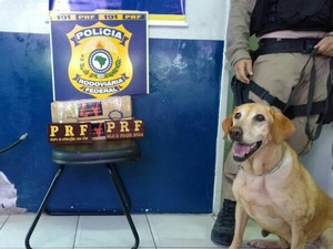 Cachorro ajudou na identificação da droga (Foto: Divulgação/PRF)