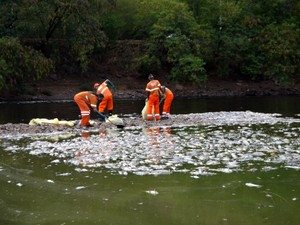 Prefeitura retira peixes mortos do leito do Rio Piracicaba (Foto: Thomaz Fernandes/G1)