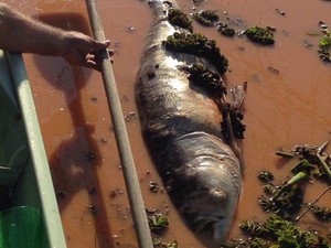 Peixes mortos estão sendo recolhidos diariamente (Foto: Rodrigo Nunes/ VC no ESTV)