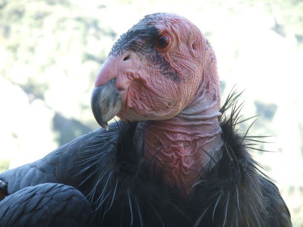O condor-da-Califórnia, ameaçado de extinção. (Foto: Cortesia/Daniel George)