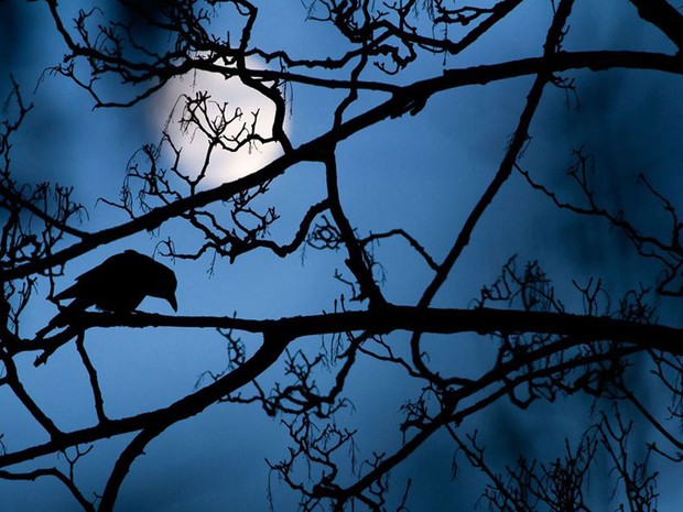 Wildlife Photographer of the Year (Foto: BBC/Gideon Knight)