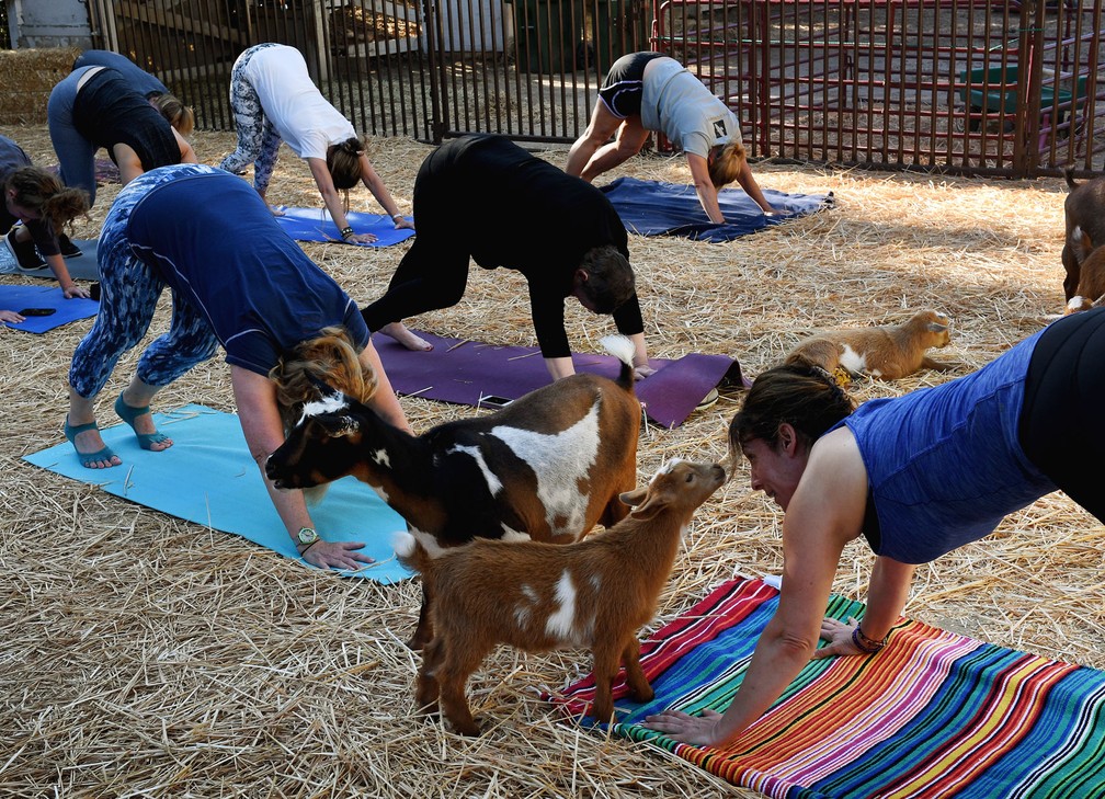 Cabras passeiam entre praticantes de ioga durante aula em fazenda  (Foto: Mark Ralston/AFP)
