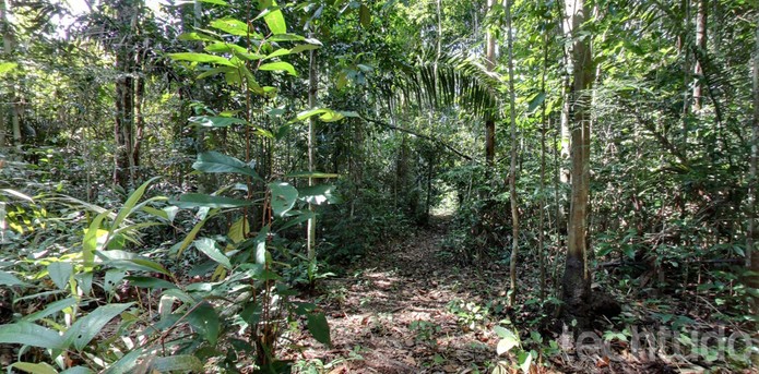 Faça uma trilha pela Floresta Amazônica com o Google Street View (Foto: Reprodução/Barbara Mannara) Faça uma trilha pela Floresta Amazônica com o Google Street View (Foto: Reprodução/Barbara Mannara)