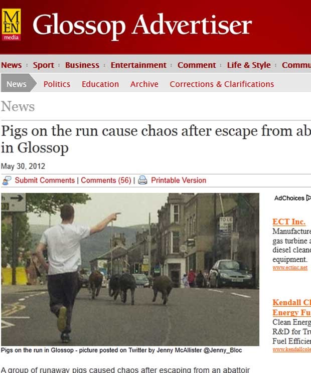Seis porcos fugiram de matadouro e foram flagrados correndo pelo centro de Glossop. (Foto: Reprodução)