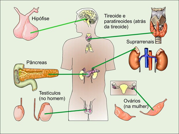 Glândulas que constituem o sistema endócrino humano. (Foto: Reprodução/Colégio Qi)