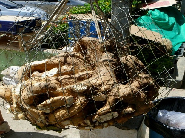 Hortaliça de 80 quilos (Foto: Reprodução/TV Amazonas)