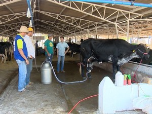 Torneio escolhe a vaca mais produtiva da região (Foto: Reprodução/TV Fronteira)